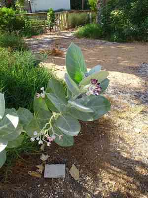 Apple of Sodom(Calotropis procera)