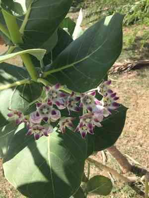 Apple of Sodom(Calotropis procera)