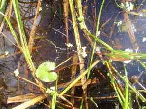 Floating marsh marigold(Caltha natans)
