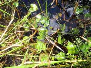 Floating marsh marigold(Caltha natans)