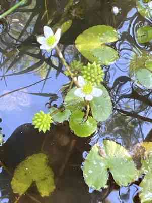 Floating marsh marigold(Caltha natans)