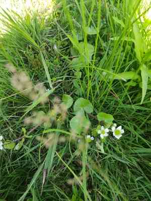 Floating marsh marigold(Caltha natans)