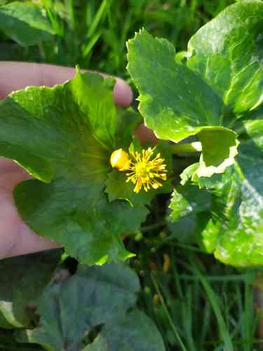 Yellow marsh marigold(Caltha palustris)