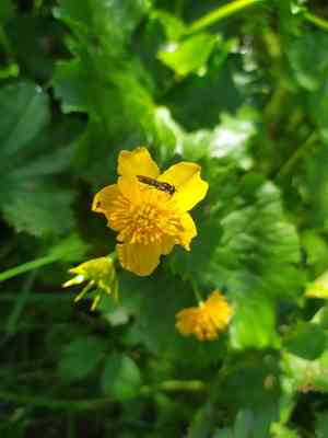 Yellow marsh marigold(Caltha palustris)