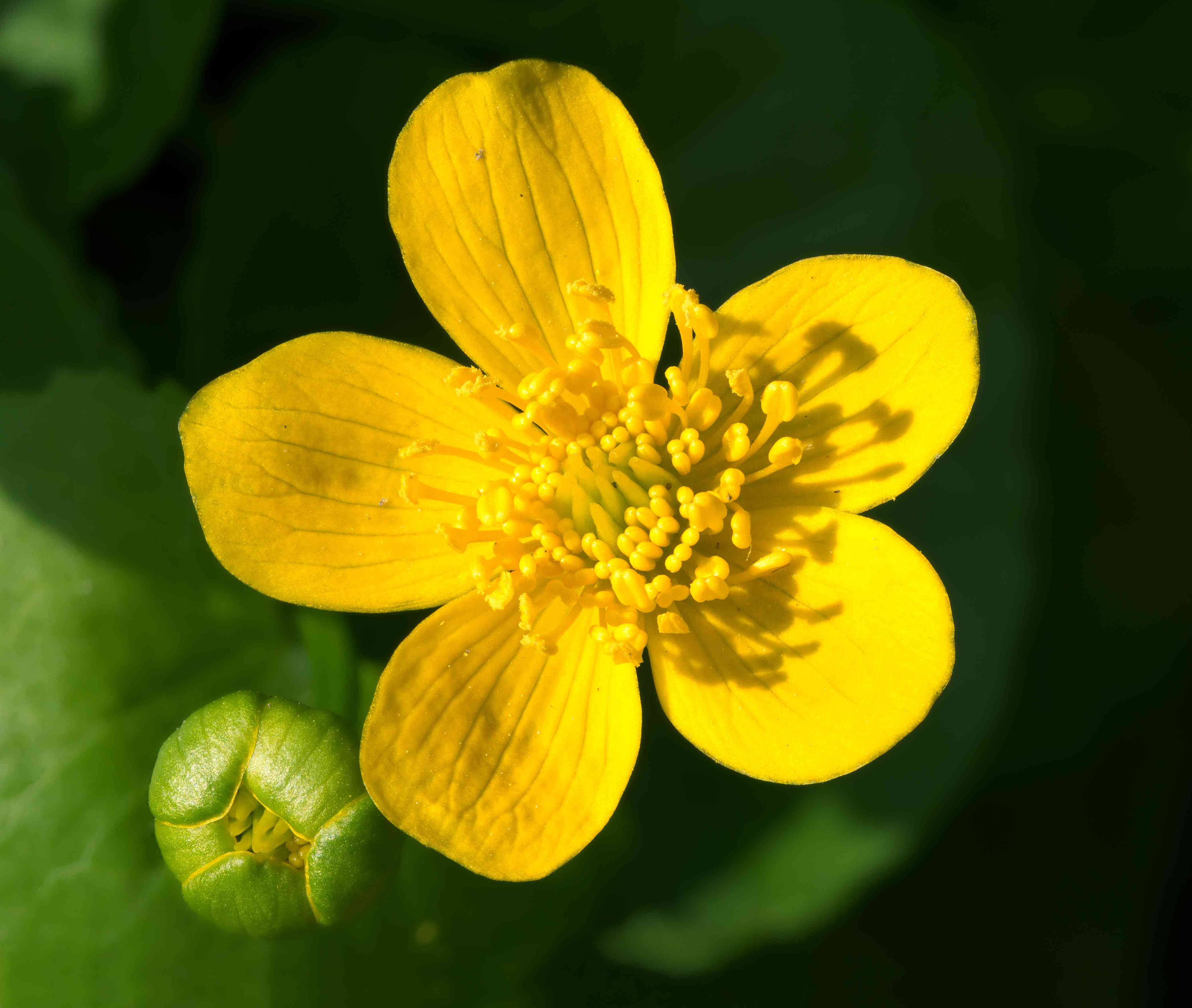 Yellow marsh marigold(Caltha palustris)