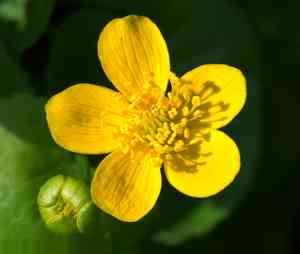 Yellow marsh marigold(Caltha palustris)