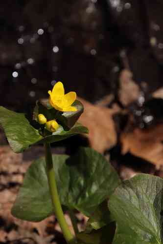 Yellow marsh marigold(Caltha palustris)