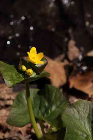 Yellow marsh marigold(Caltha palustris)