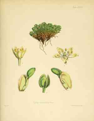 Caltha (Caltha)(Caltha)