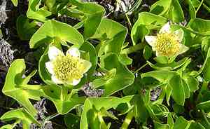 Caltha (Caltha)(Caltha)