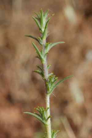 Fremont's western rosinweed(Calycadenia fremontii)