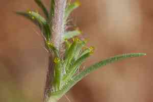 Fremont's western rosinweed(Calycadenia fremontii)