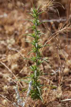 Fremont's western rosinweed(Calycadenia fremontii)