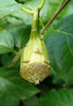Chinese sweetshrub(Calycanthus chinensis)