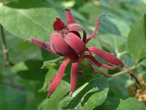 Sweetshrub (Calycanthus)(Calycanthus)