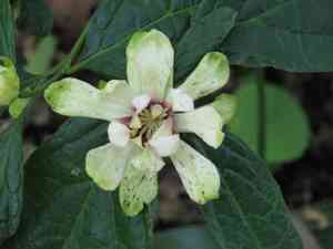 Sweetshrub (Calycanthus)(Calycanthus)
