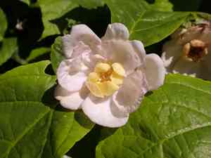 Sweetshrub (Calycanthus)(Calycanthus)