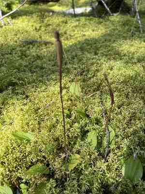 Calypso orchid(Calypso bulbosa)