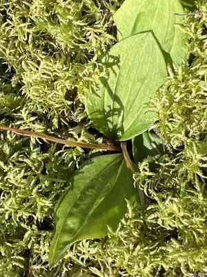Calypso orchid(Calypso bulbosa)