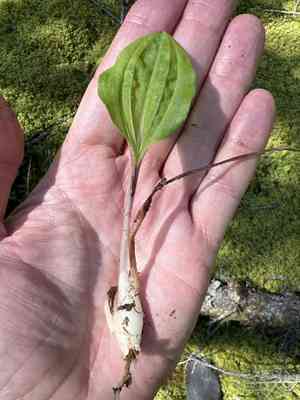 Calypso orchid(Calypso bulbosa)