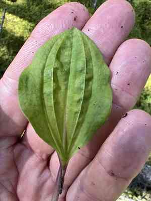 Calypso orchid(Calypso bulbosa)