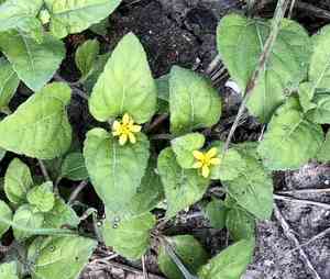 Straggler daisy(Calyptocarpus vialis)