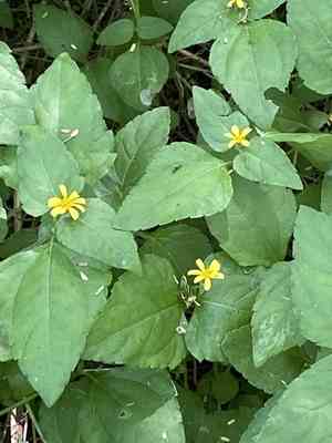 Straggler daisy(Calyptocarpus vialis)