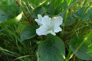 Nightblooming false bindweed(Calystegia atriplicifolia)