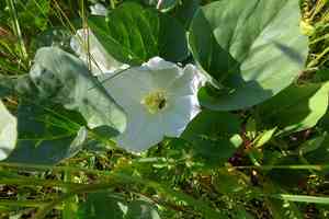 Nightblooming false bindweed(Calystegia atriplicifolia)