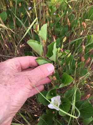 Nightblooming false bindweed(Calystegia atriplicifolia)