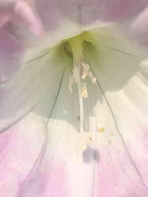 Japanese false bindweed(Calystegia hederacea)