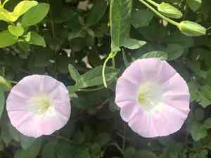 Japanese false bindweed(Calystegia hederacea)