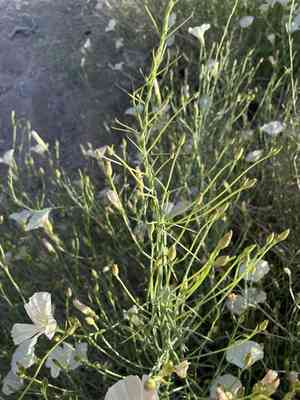 Paiute false bindweed(Calystegia longipes)