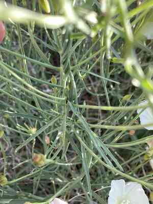 Paiute false bindweed(Calystegia longipes)
