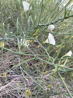 Paiute false bindweed(Calystegia longipes)