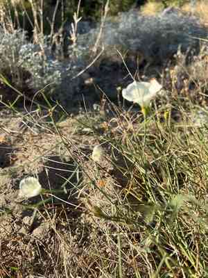 Paiute false bindweed(Calystegia longipes)