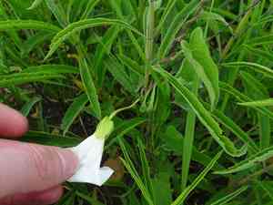 Macoun's false bindweed(Calystegia macounii)