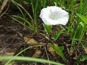 Macoun's false bindweed(Calystegia macounii)