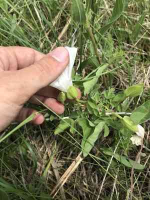 Macoun's false bindweed(Calystegia macounii)