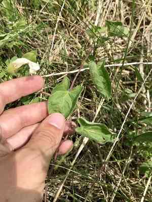 Macoun's false bindweed(Calystegia macounii)