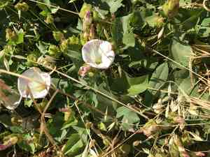Island false bindweed(Calystegia macrostegia)