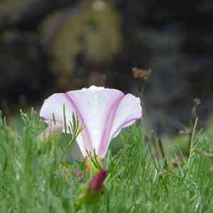 Island false bindweed(Calystegia macrostegia)