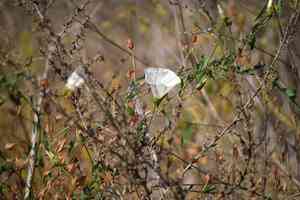 Island false bindweed(Calystegia macrostegia)