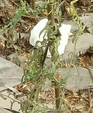 Island false bindweed(Calystegia macrostegia)