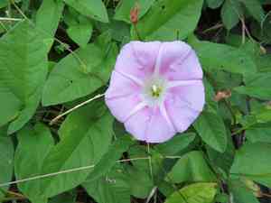 Japanese morning glory(Calystegia pubescens)