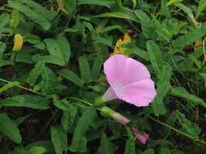 Japanese morning glory(Calystegia pubescens)