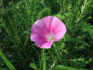 Japanese morning glory(Calystegia pubescens)