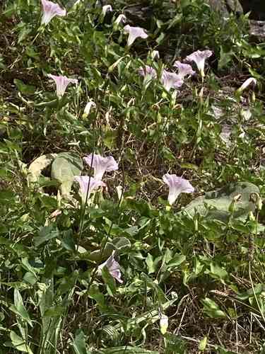 Hedge bindweed(Calystegia sepium)