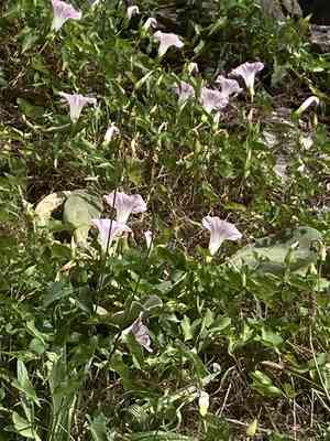 Hedge bindweed(Calystegia sepium)