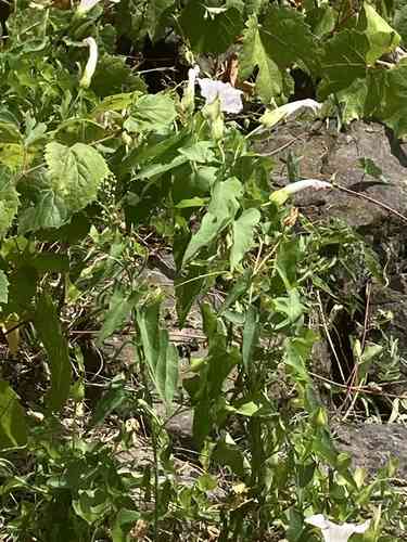 Hedge bindweed(Calystegia sepium)